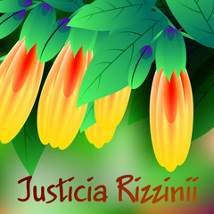 Beautiful spring flowers Justicia rizzinii. Cards or your design with space for text. Vector