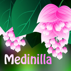 Beautiful spring flowers Medinilla. Cards or your design with space for text. Vector