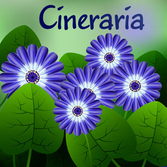 Beautiful spring flowers Cineraria. Cards or your design with space for text. Vector