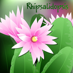 Beautiful spring flowers Rhipsalidopsis. Cards or your design with space for text. Vector