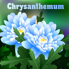 Beautiful spring flowers chrysanthemum. Cards or your design with space for text. Vector