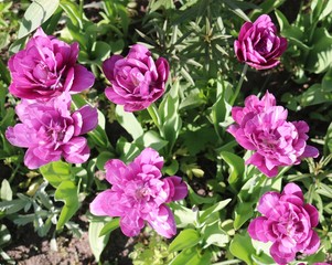 Fototapeta premium Tulip (Tulipa) - genus of perennial herbaceous bulbous plants lily family 