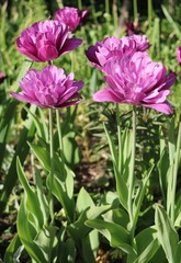 Tulip (Tulipa) - genus of perennial herbaceous bulbous plants lily family
