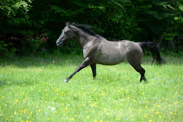 don´t stop me now, gray quarter horse in galopp