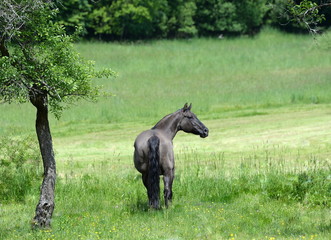 where is the better gras?, gray quarter horse in the gras