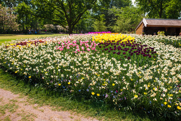Obraz premium Tulip field in Keukenhof Gardens, Lisse, Netherlands