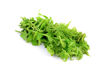 vegetable fern isolated on white background
