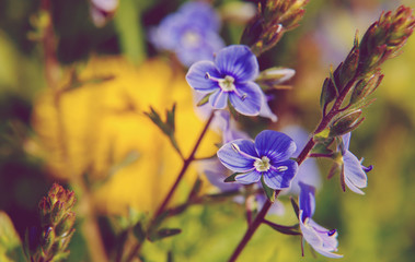 Blooming wildflowers in a meadow. close up. blue blooming Cardamine pratensis against the blurred nature background of a rural field. group blue flowers on a green background