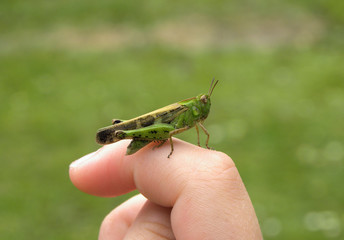 saltamontes posado en el dedo