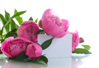 Fototapeta premium beautiful pink peonies