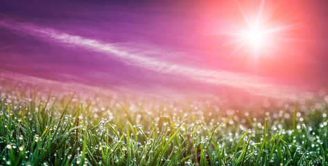 Beautiful natural background. Fantastic pink sunset and  of dew drops on bright green grass with sun beam. used as background