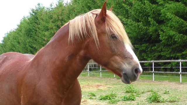 Portrait of a horse, brown horse 
