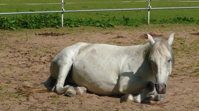 Gray horse lying on the ground 
