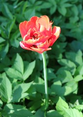 Tulip (Tulipa) - genus of perennial herbaceous bulbous plants lily family
