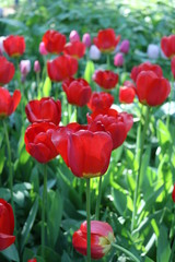 Tulip (Tulipa) - genus of perennial herbaceous bulbous plants lily family
