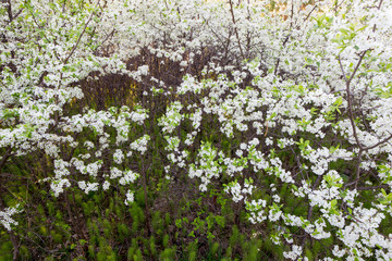 Garden tree in bloom.