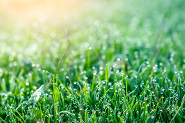 Dew drops on fresh spring grass on a spring morning. use as background. small depth of field