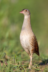 Bird a Corn crake on a spring meadow