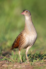 Bird a Corn crake on a spring meadow