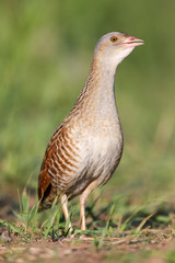 Bird a Corn crake sings on a meadow