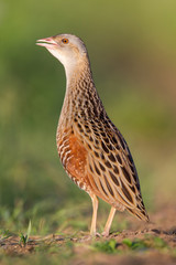 Bird a Corn crake sings on a meadow
