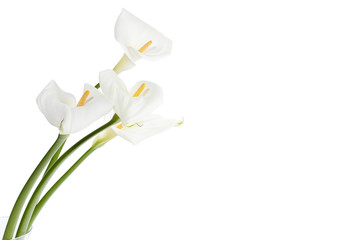 white calla lilies - obrazy, fototapety, plakaty
