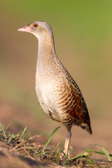 Bird a Corn crake on a spring meadow