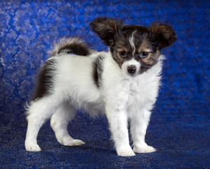 Portrait of a Papillon puppy