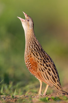 Bird a Corn crake sings on a meadow