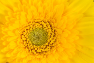 yellow gerbera macro background