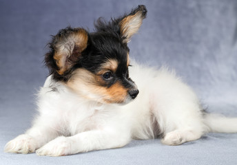 Portrait of a Papillon puppy