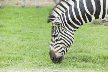 Fototapeta na wymiar Zebra is eating grass in the field.