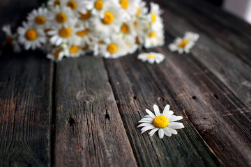 Fresh chamomile flowers on the wooden table