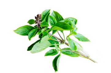 basil on wooden background