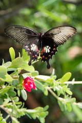 butterfly  and   flowers