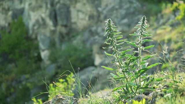 Blue Salvia (salvia farinacea) flowers blooming on the rock, Breeze in wind.