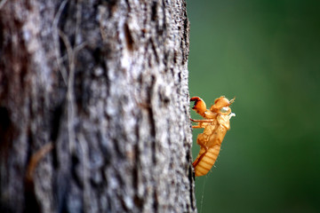 Cicada shell green background