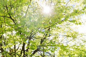 close up of tree with green leaves in garden