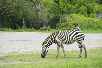 Fototapeta na wymiar Zebra is eating grass near the road.