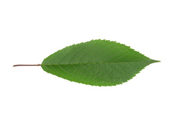 Cherry tree leaf isolated on a white background.