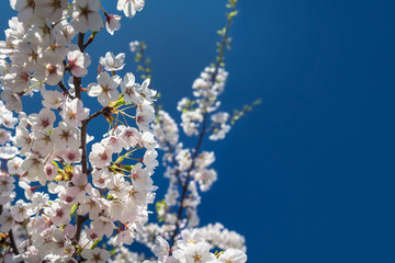 Sakura branch against the clear blue sky