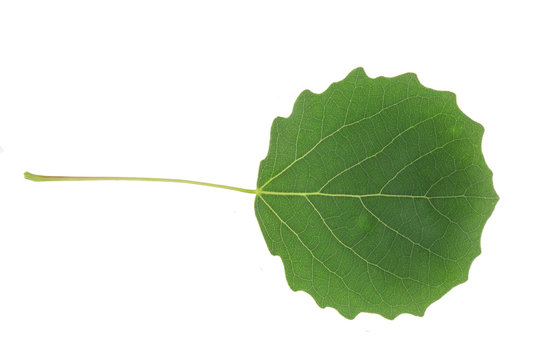 European aspen (Populus tremula) leaf, commonly called aspen, common aspen, Eurasian aspen, European aspen, or quaking aspen, is a species of poplar native to cool temperate regions of Europe and Asia