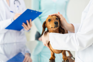 close up of vet with dachshund dog at clinic - obrazy, fototapety, plakaty