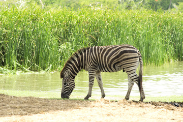 Fototapeta na wymiar Zebra is eating grass near the lake.