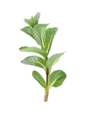 Green leaf isolated on white