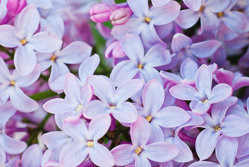 Blossoming lilac, Syringa. Macro. Background