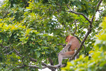 Proboscis Monkey in the rainforest of Borneo