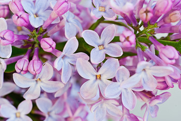 Fototapeta na wymiar Blossoming lilac, Syringa. Macro. Background