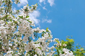 Flowering branches of apple tree on the background of bright blue sky