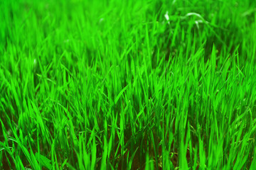 Fototapeta na wymiar Green grass in spring, closeup